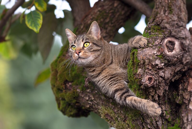 Tabby Cat in Tree — Green, Alert