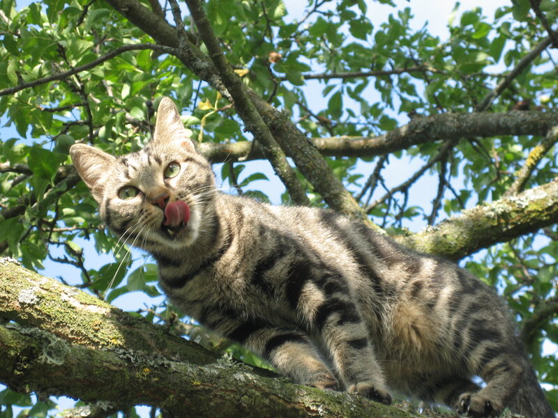 Tabby Cat in Tree — Green, Calm, Afternoon, Photograph, Branches