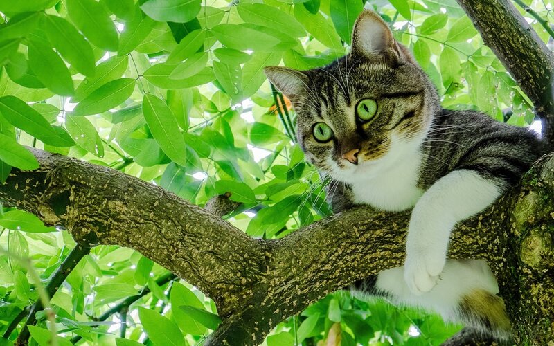 Tabby Cat in Tree — Green, Calm, Afternoon, Photograph, Leaves, Branch