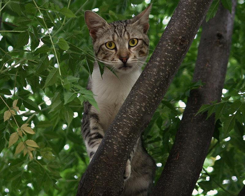 Tabby Cat in Tree — Green, Calm, Afternoon, Photograph, Leaves, Branches