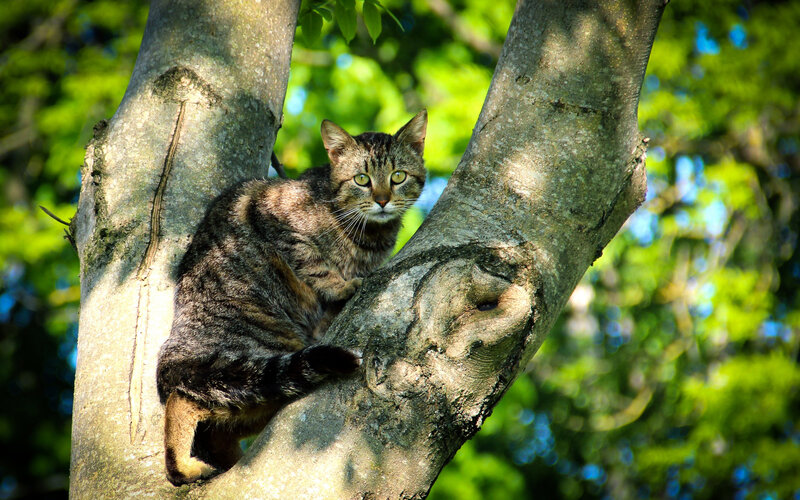 Tabby Cat in Tree — Green, Calm, Afternoon, Photograph