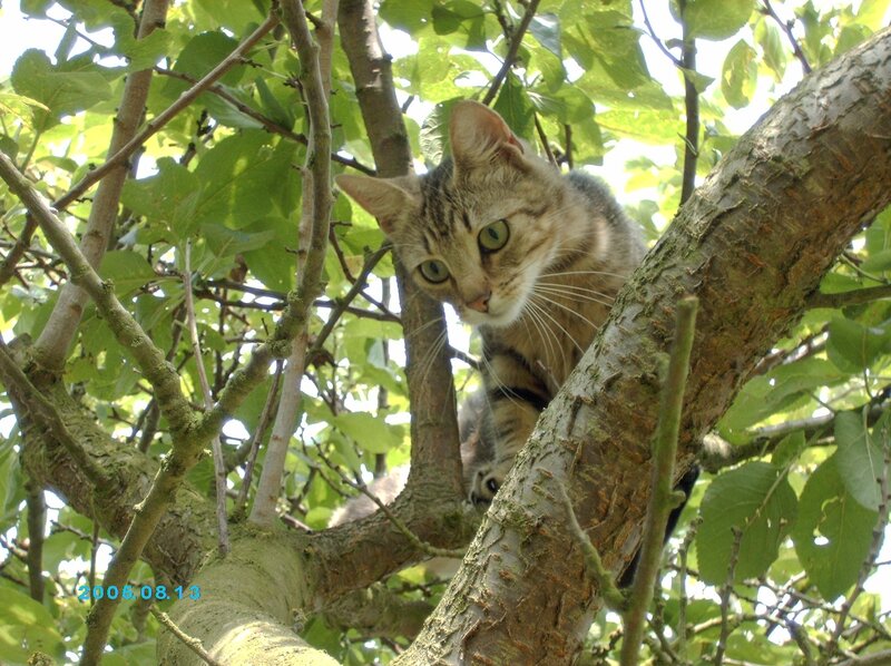Tabby Cat in Tree — Green, Calm, Summer