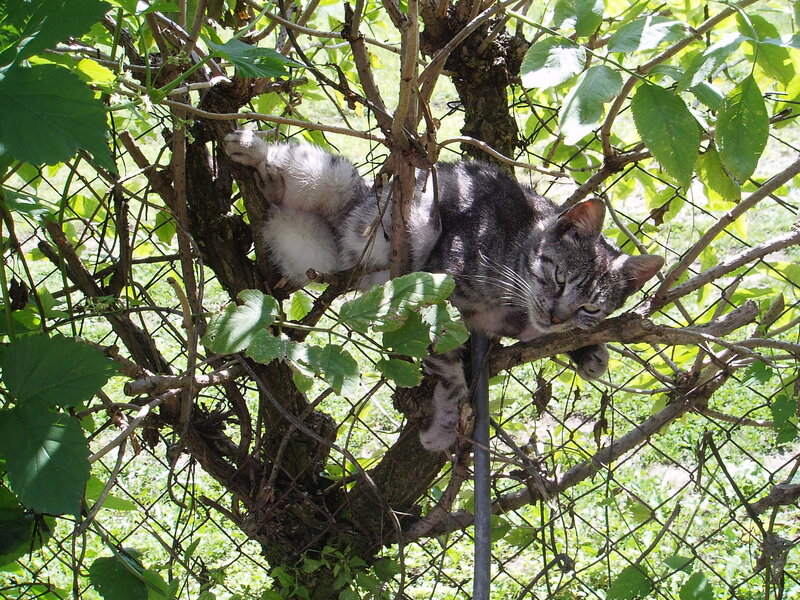 Tabby Cat in Tree — Green, Calm