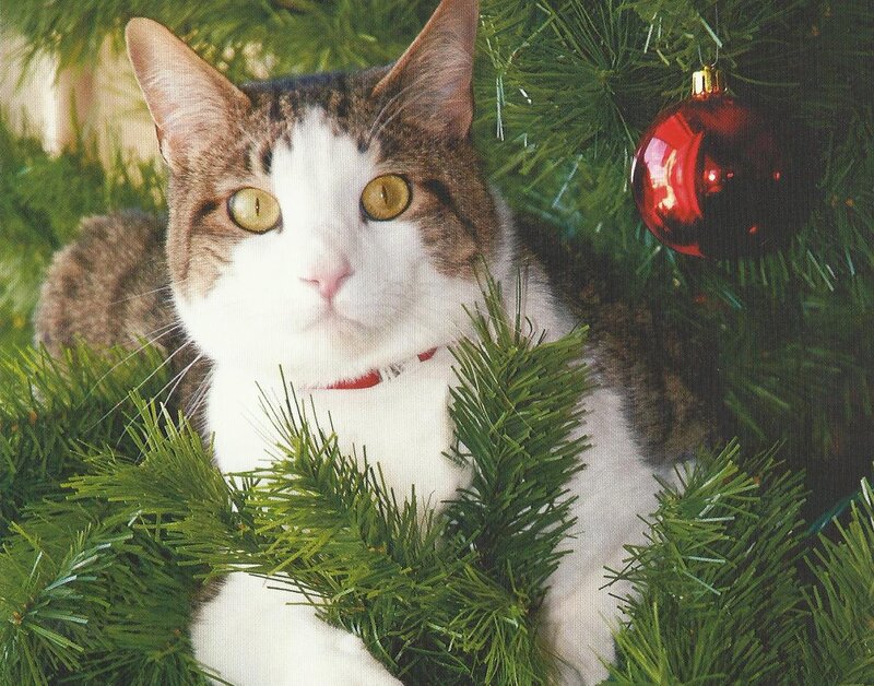 Tabby Cat in Tree — Green, Calm, Winter