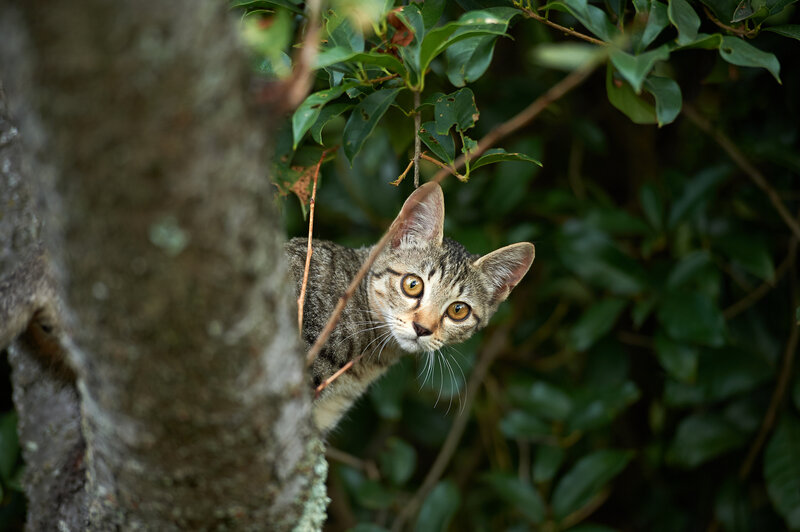 Tabby Cat in Tree — Green, Curious, Afternoon