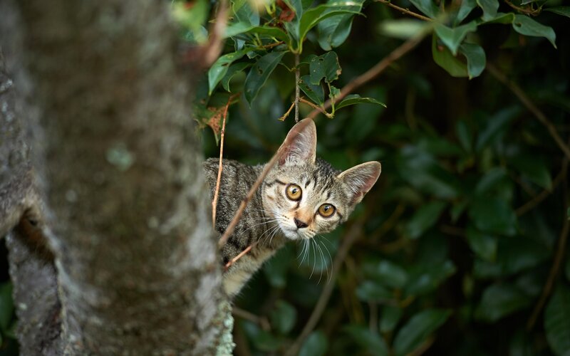 Tabby Cat in Tree — Green, Curious, Photograph