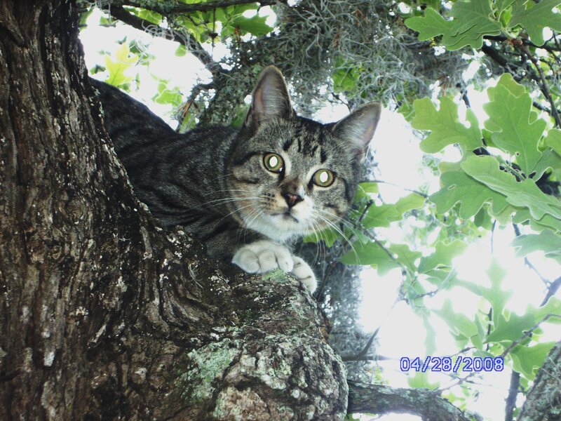 Tabby Cat in Tree — Green, Curious, Spring