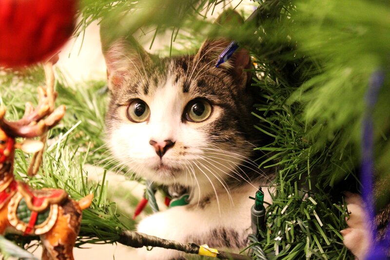 Tabby Cat in Tree — Green, Curious