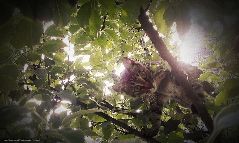 Tabby Cat in Tree — Green, Dramatic
