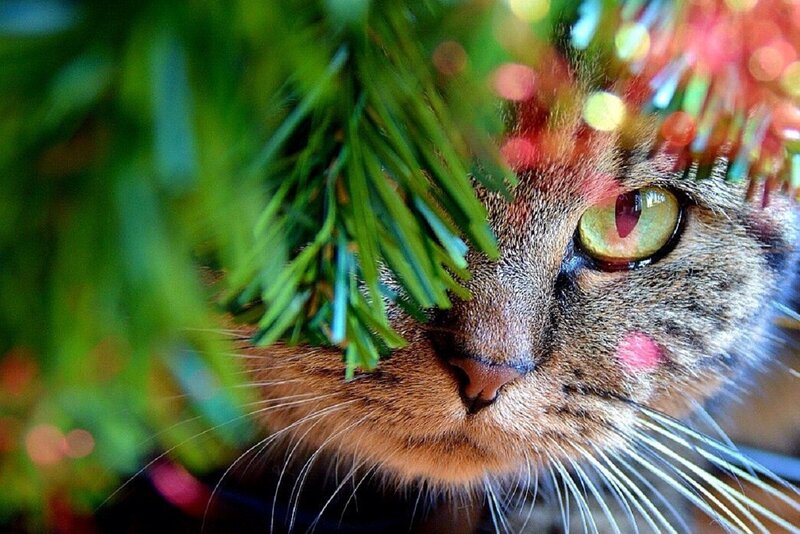 Tabby Cat in Tree — Green, Festive, Night, Photograph
