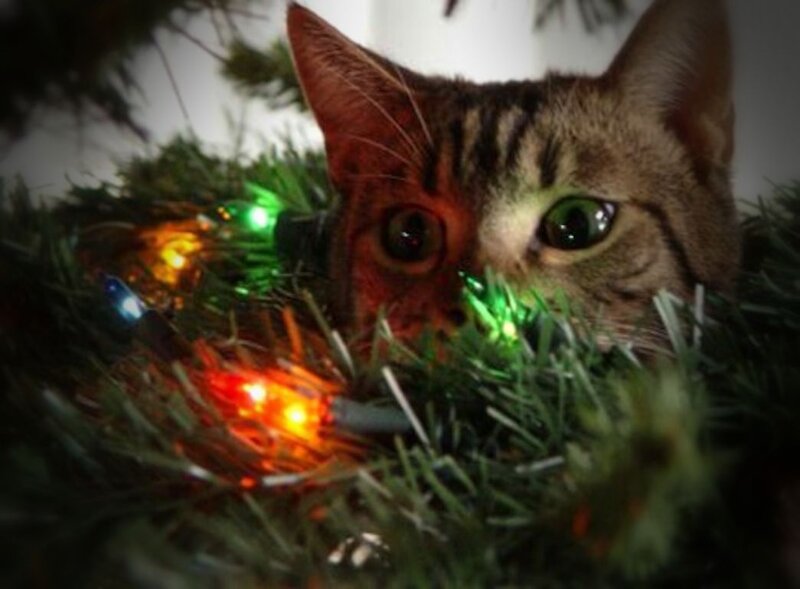 Tabby Cat in Tree — Green, Festive, Night