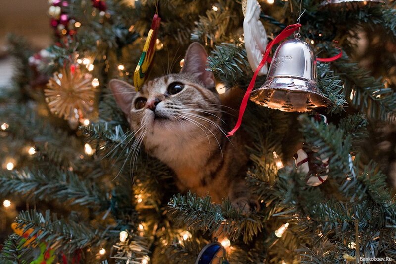 Tabby Cat in Tree — Green, Festive