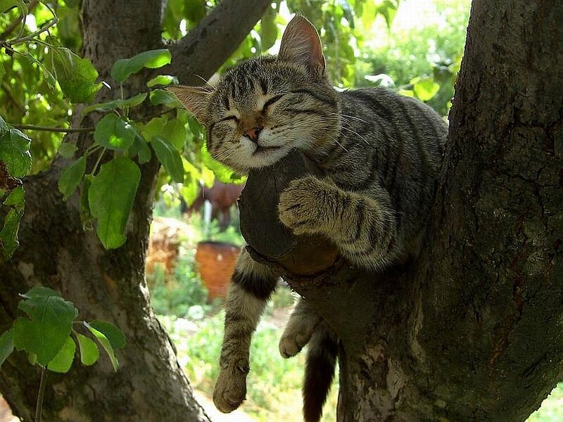Tabby Cat in Tree — Green, Peaceful, Afternoon