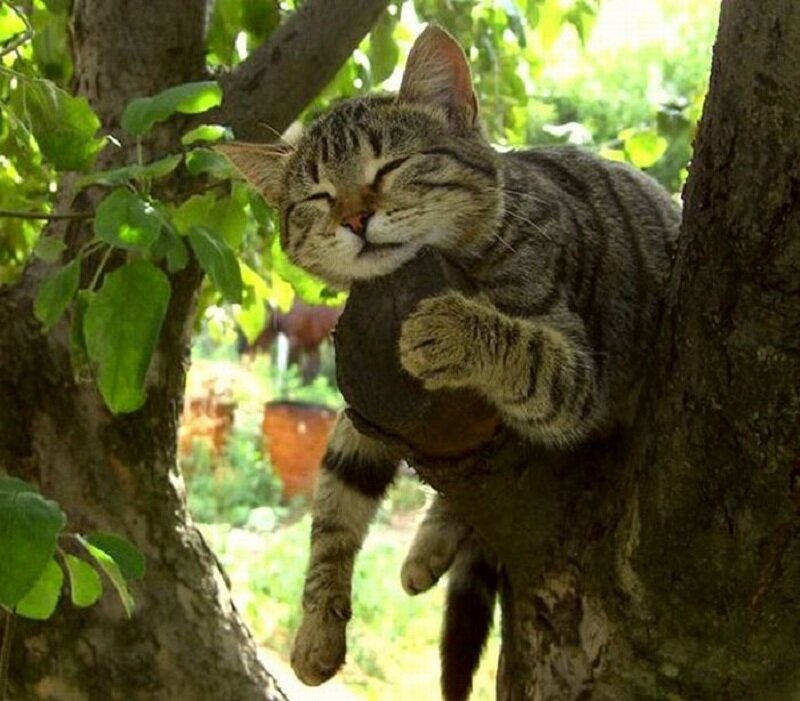Tabby Cat in Tree — Green, Peaceful