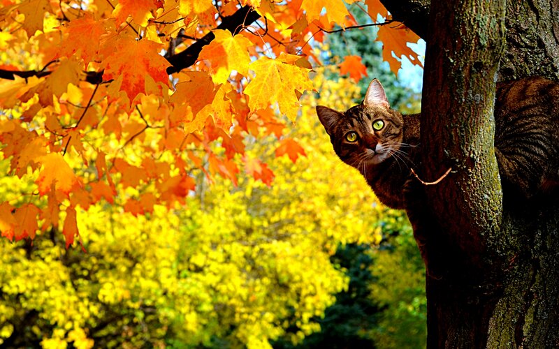 Tabby Cat in Tree — Orange