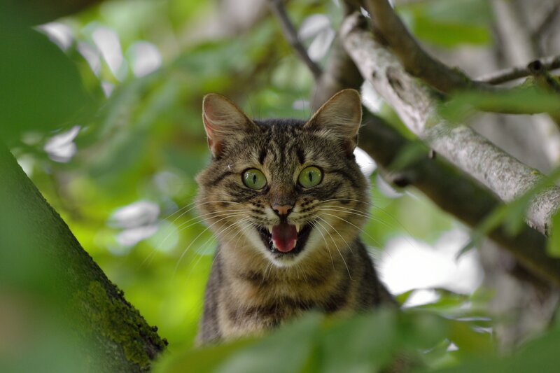 tabby cat in tree