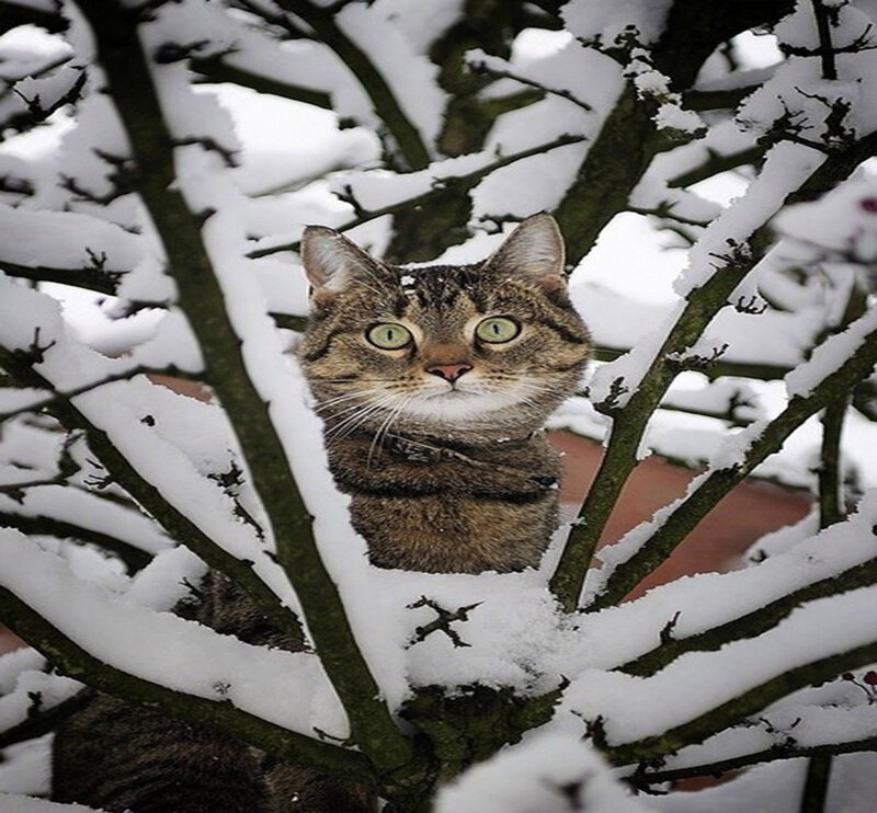 Tabby Cat in Tree — White