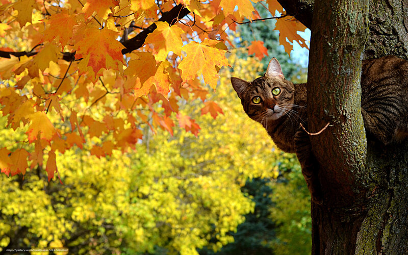 Tabby Cat in Tree — Yellow, Calm, Autumn