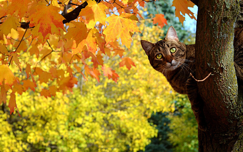 Tabby Cat in Tree — Yellow, Calm