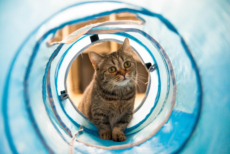 Tabby Cat in Tunnel — Blue, Curious