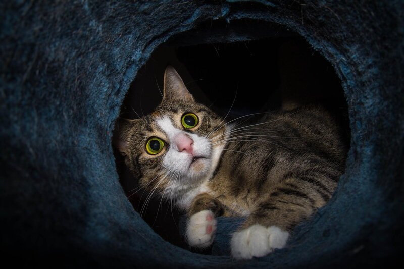 Tabby Cat in Tunnel — Blue