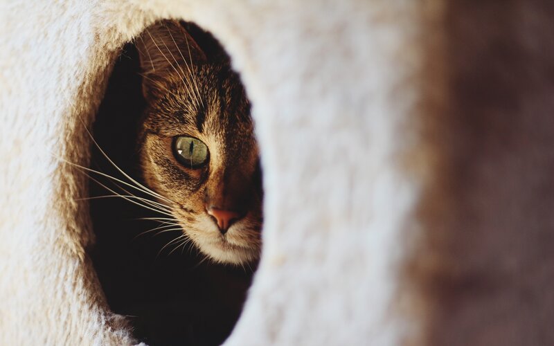 Tabby Cat in Tunnel — Brown