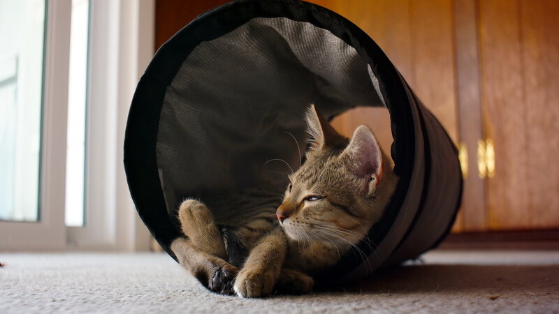 Tabby Cat in Tunnel