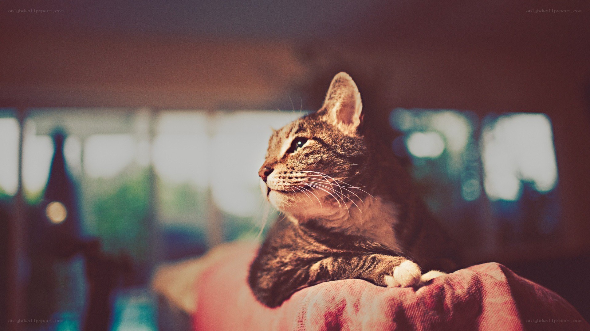 tabby cat in warm light