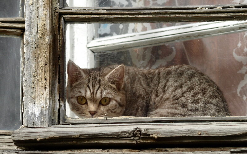 Tabby Cat in Window — Gray, Curious, Photograph
