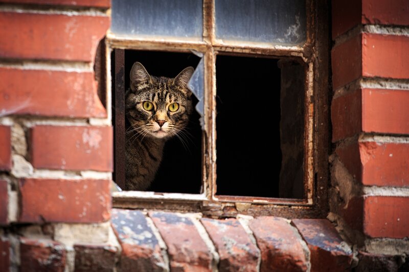 Tabby Cat in Window — Red