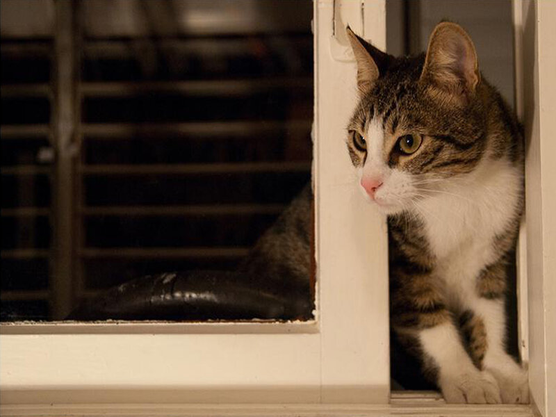 Tabby Cat in Window