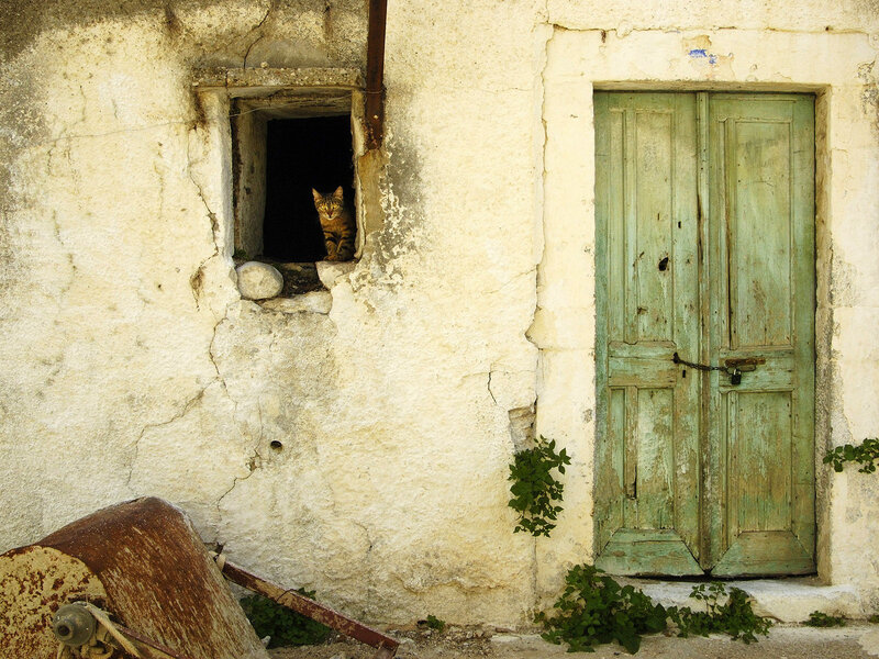 Tabby Cat in Window — White, Quiet
