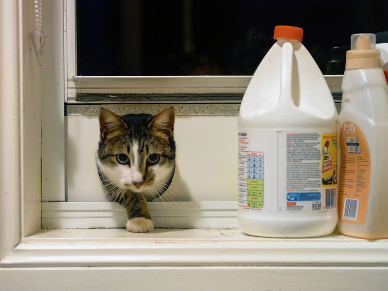 Tabby Cat in Window — White