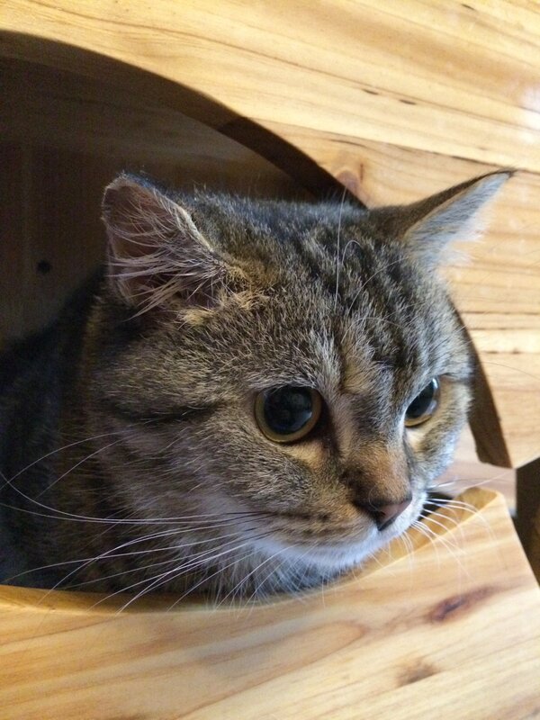 Tabby Cat in Wooden Box — Brown, Calm