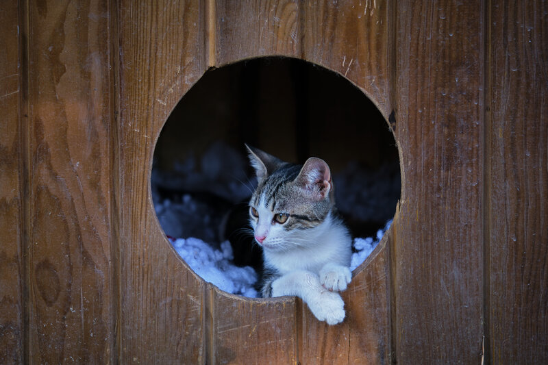 Tabby Cat in Wooden Box — Brown, Calm, Winter