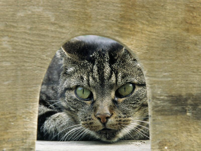 Tabby Cat in Wooden Box — Brown, Curious, Photograph