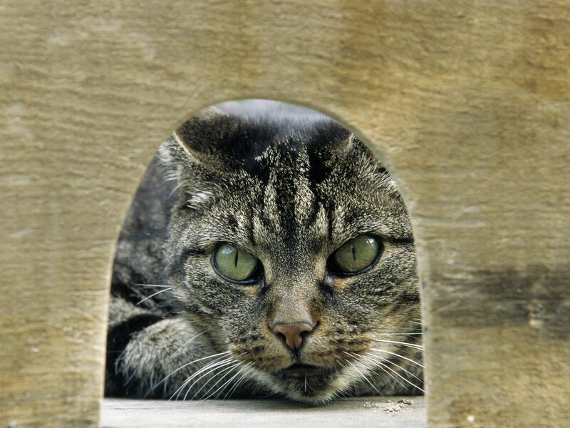 Tabby Cat in Wooden Box — Brown, Curious