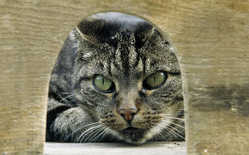 Tabby Cat in Wooden Box — Brown