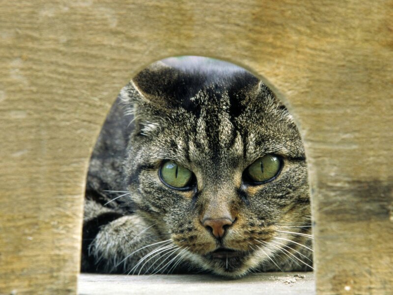 tabby cat in wooden house