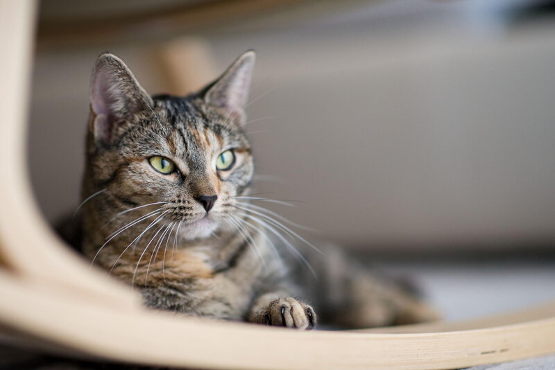Tabby Cat in Wooden Structure