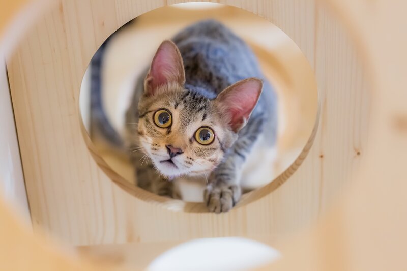 Tabby Cat in Wooden Tunnel
