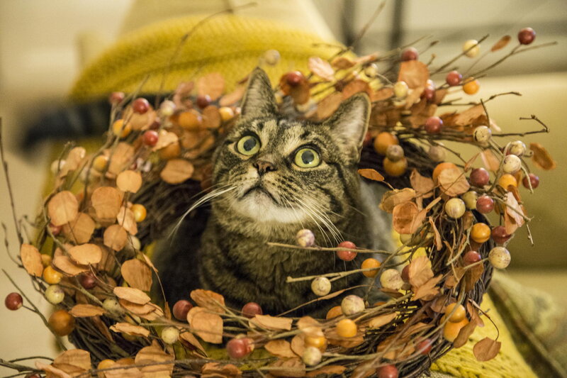 Tabby Cat in Wreath — Brown