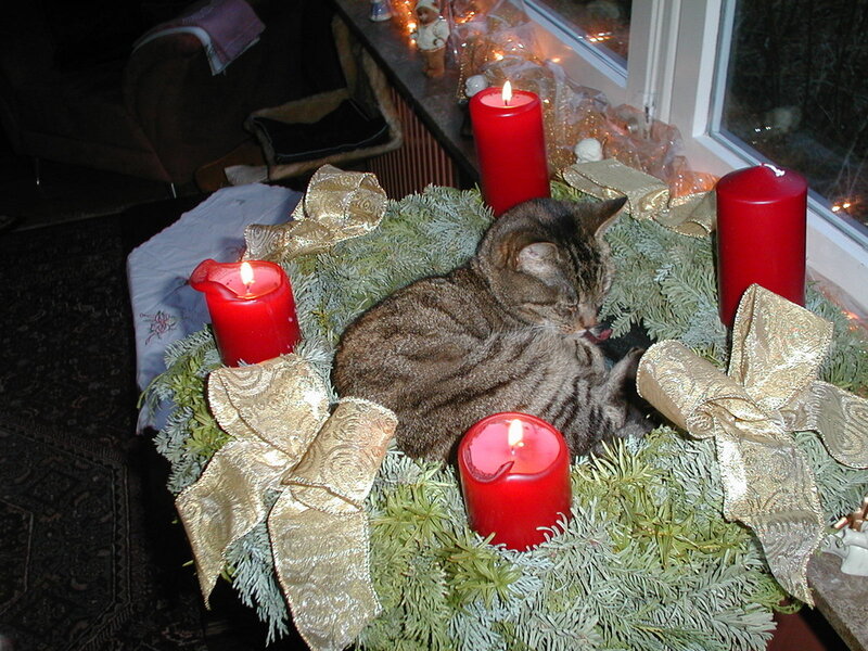 Tabby Cat in Wreath