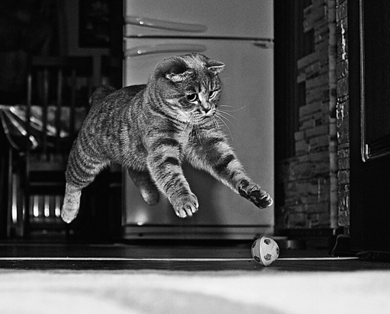 Tabby Cat Jumping — Black