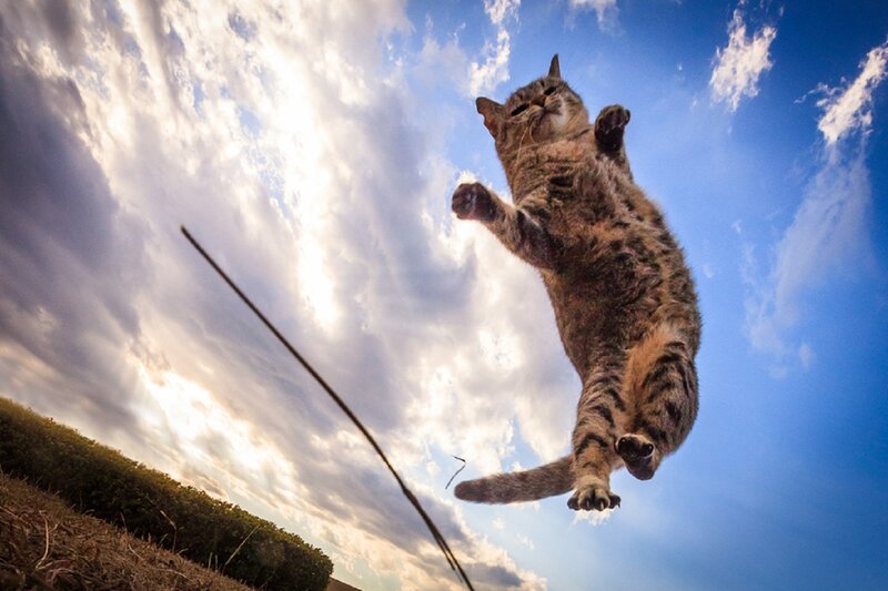 Tabby Cat Jumping — Blue