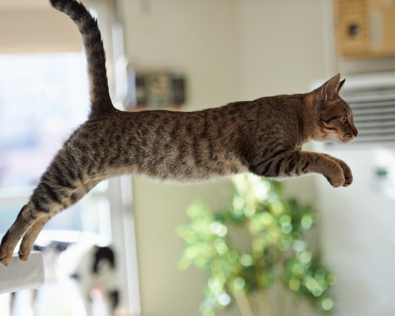 Tabby Cat Jumping — Brown, Active, Morning