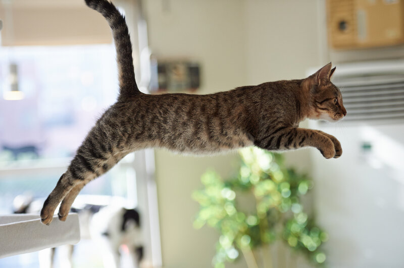 Tabby Cat Jumping — Brown, Active