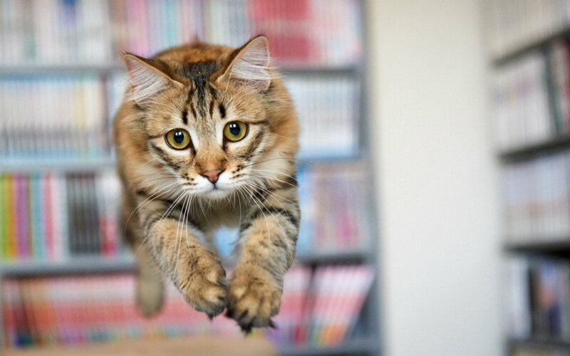 Tabby Cat Jumping — Brown, Dynamic, Photograph