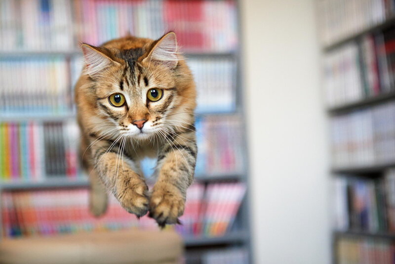 Tabby Cat Jumping — Brown, Dynamic