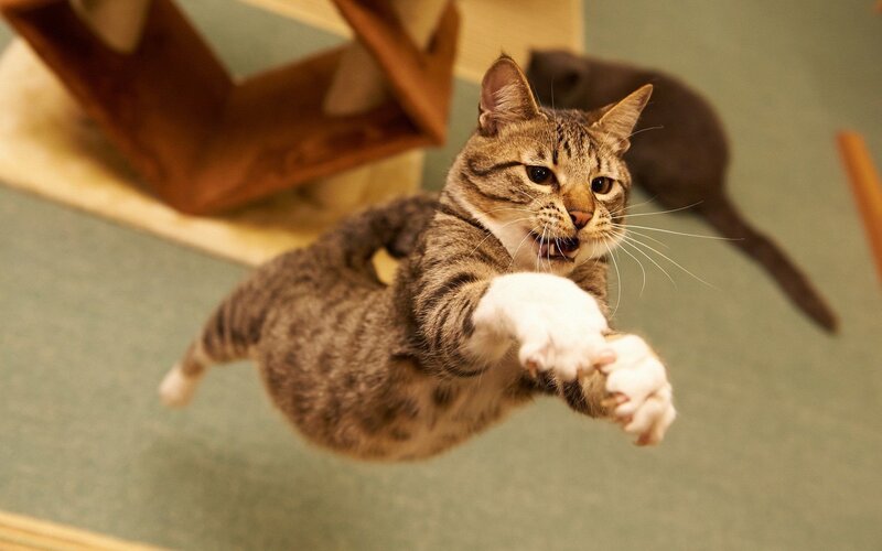 Tabby Cat Jumping — Brown, Playful, Photograph